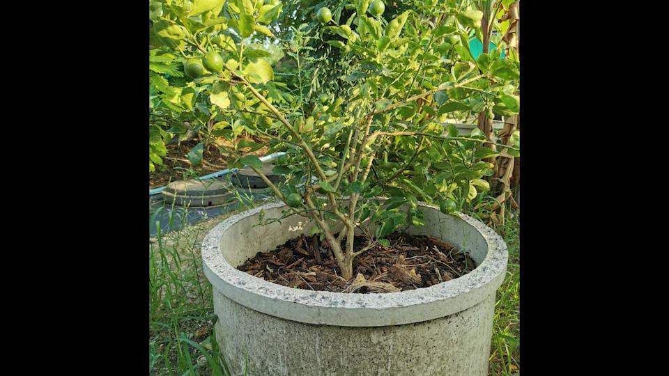 The method of growing lime in a cement pond is another method that requires the lime to be able to bear fruit off season and easy to care for