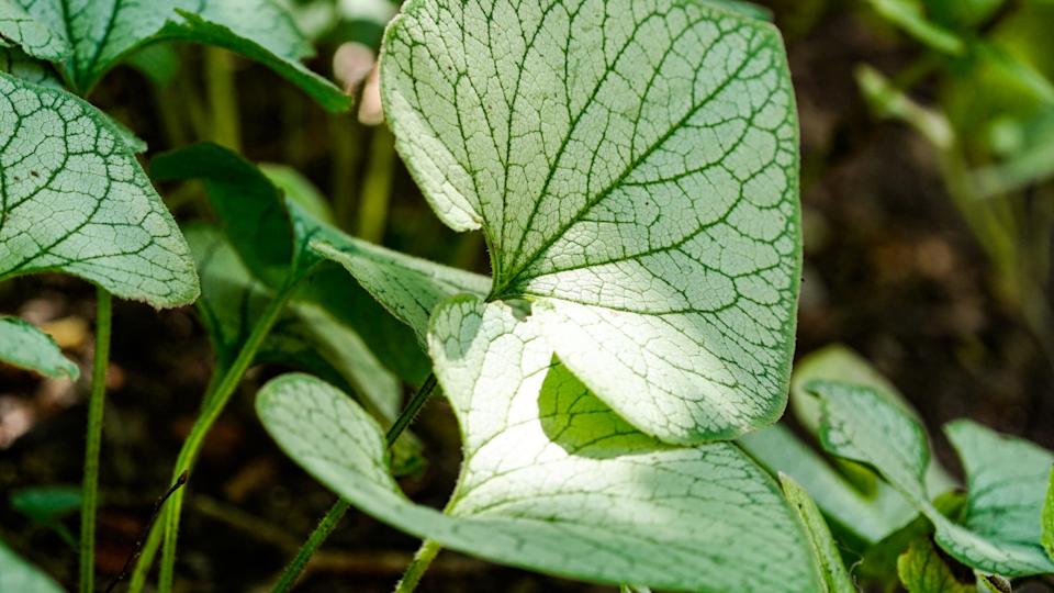 BrunneraBrianna Paciorka&sol;News Sentinel &sol; USA TODAY NETWORK via Imagn Images &sol; Imagn&period;com