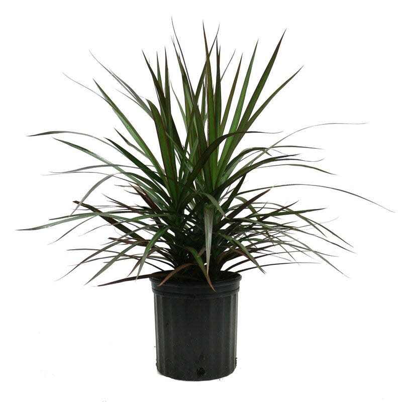 37 Low-Light Houseplants That THRIVE in Darkness