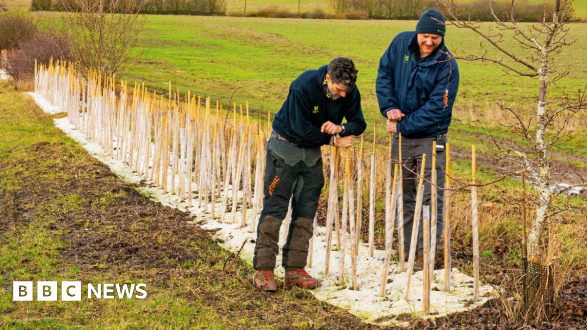 Two men in National Trust jackets leaning over a row of staked plants which stretches behind them. On either side are fields.