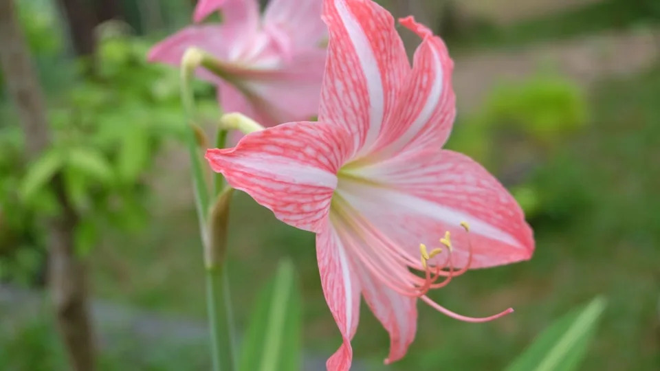 The beautiful Jersey Lily or Amaryllis Belladonna, a flower that blooms in summer.