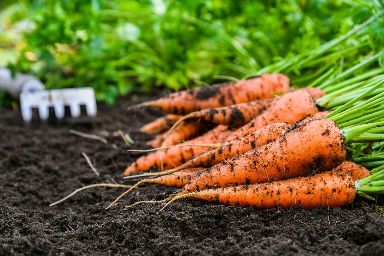 Credit: Wildroze / GETTY IMAGES