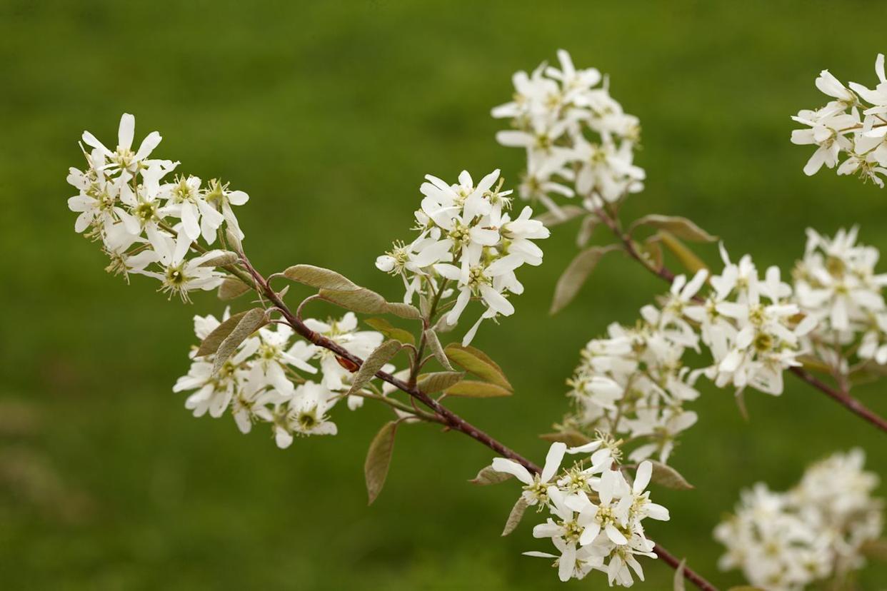 Credit: Marty Baldwin