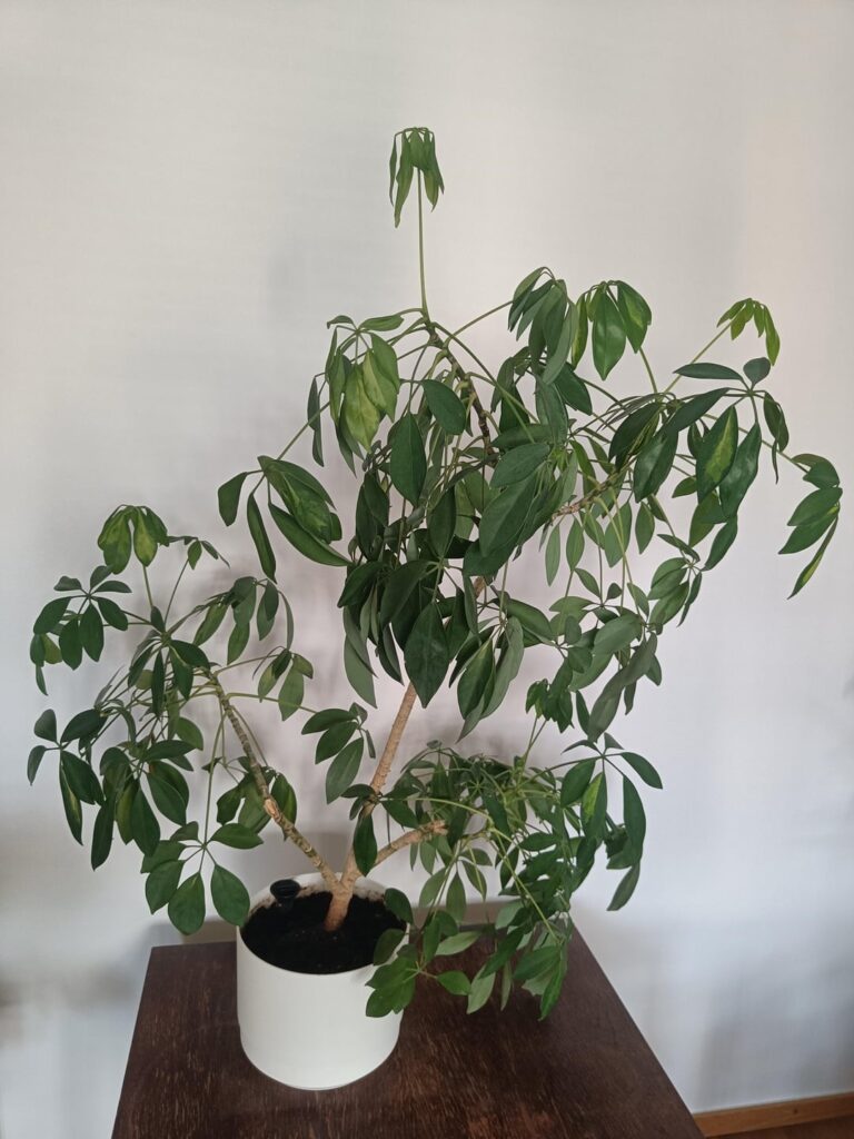 I feel like my mystery plant is slowly dying :( I feel like my mystery plant is slowly dying :(