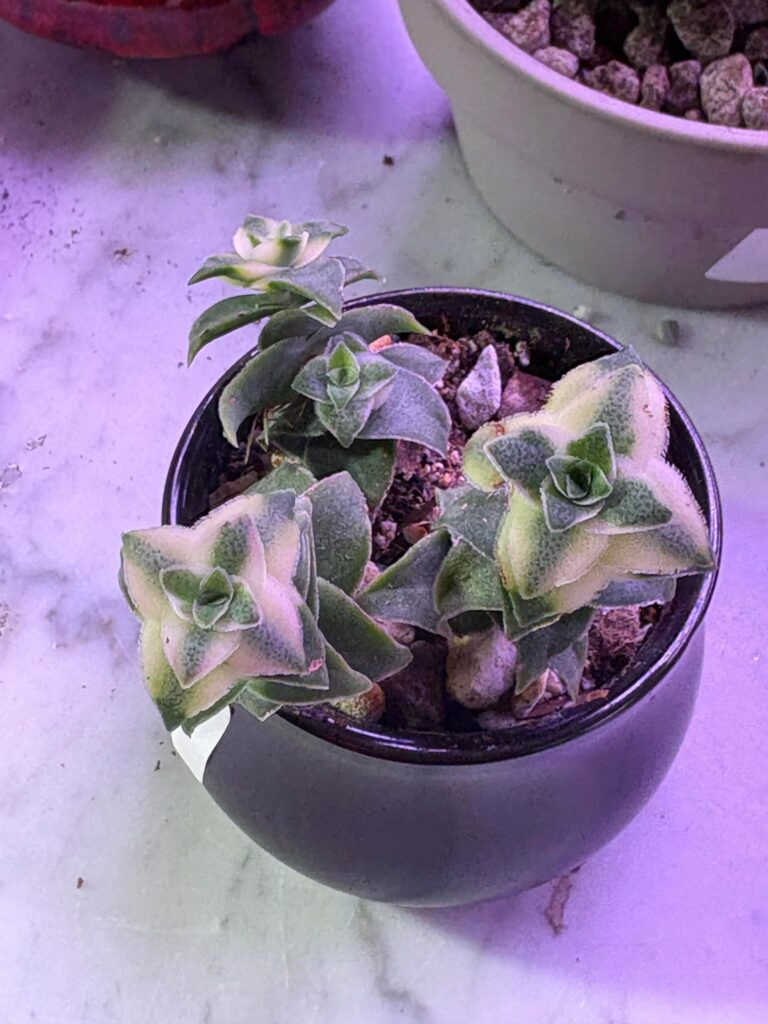 I didn’t know it was variegated