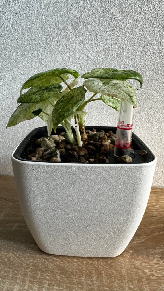 A. Macrorhizza splash dwarf like growth