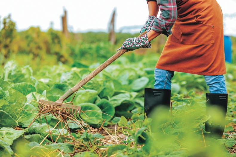 Gardening with Kitty: the magic of cover crops Gardening with Kitty: the magic of cover crops
