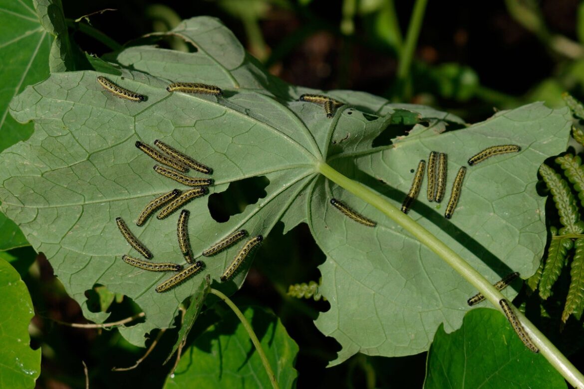 Why caterpillars shouldn’t be viewed as garden pests Why caterpillars shouldn’t be viewed as garden pests
