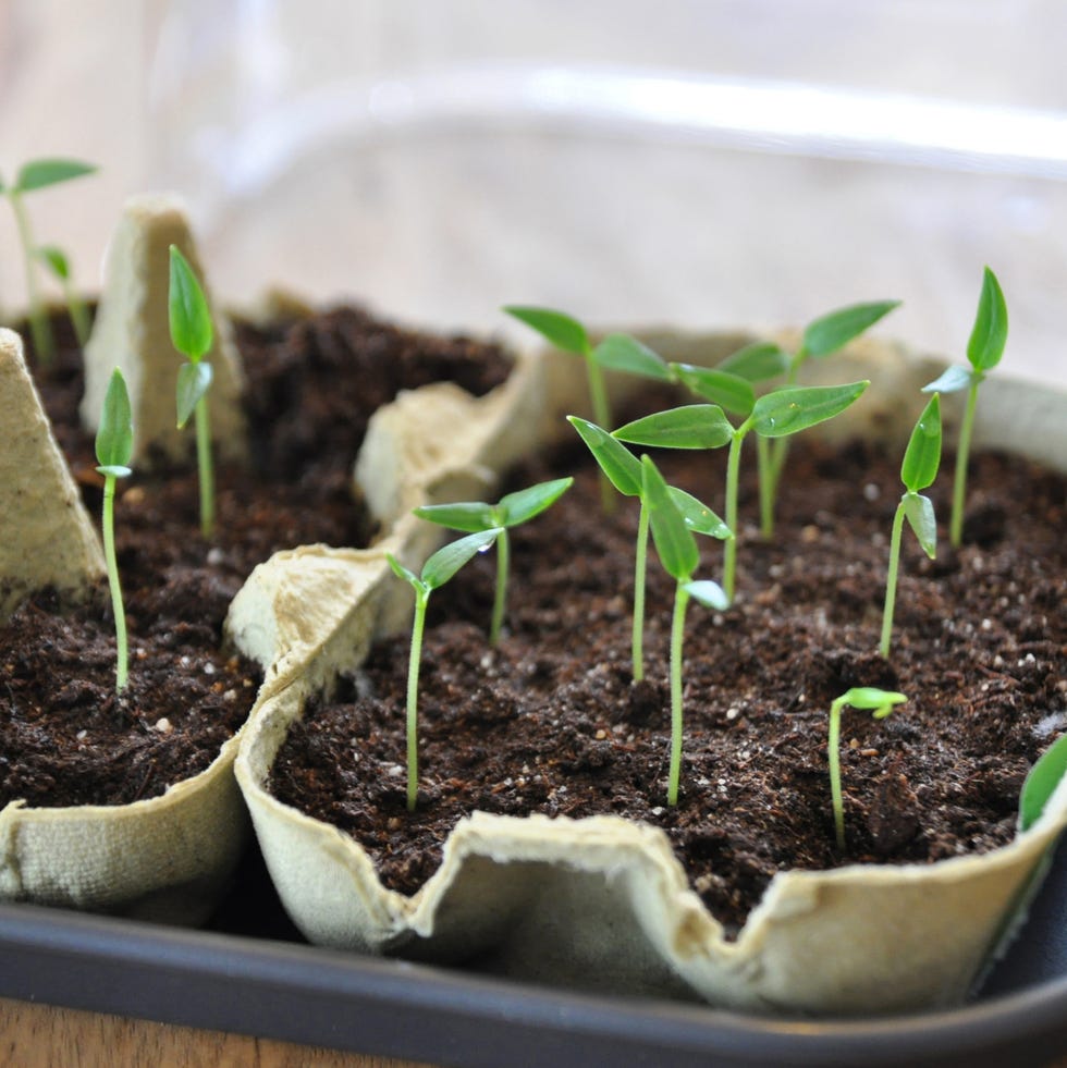 young pepper plants growing in egg carton