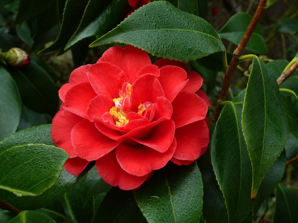 Credit: Denny Schrock