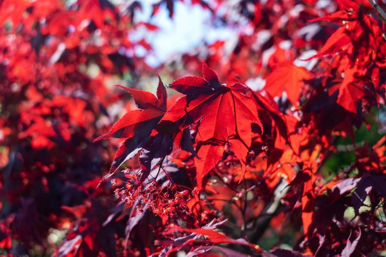 Gardening with Paul: Crimson and gold garden magic Gardening with Paul: Crimson and gold garden magic