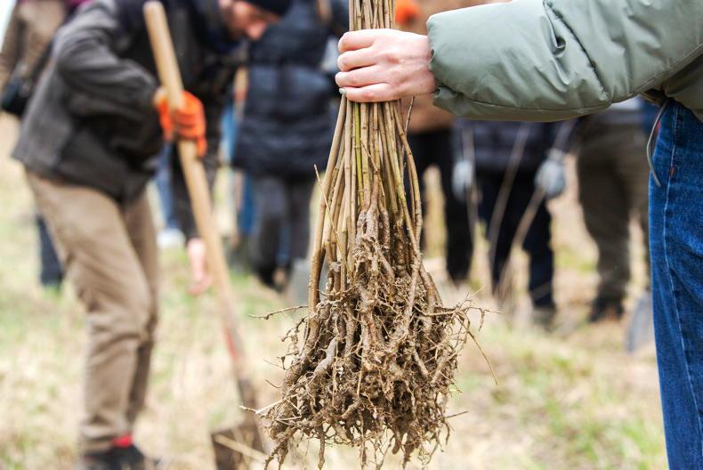 Gardening with Kitty: going back to your (bare) roots Gardening with Kitty: going back to your (bare) roots