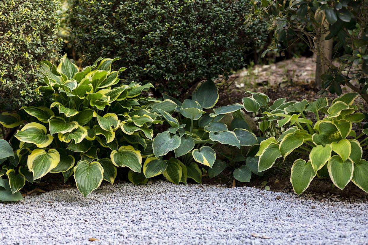 Credit: Getty Images / owngarden