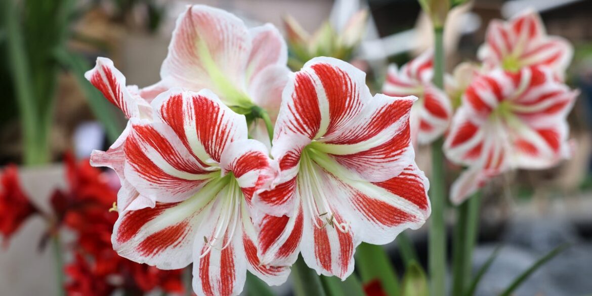 How to Care for Amaryllis the Right Way, According to Plant Experts