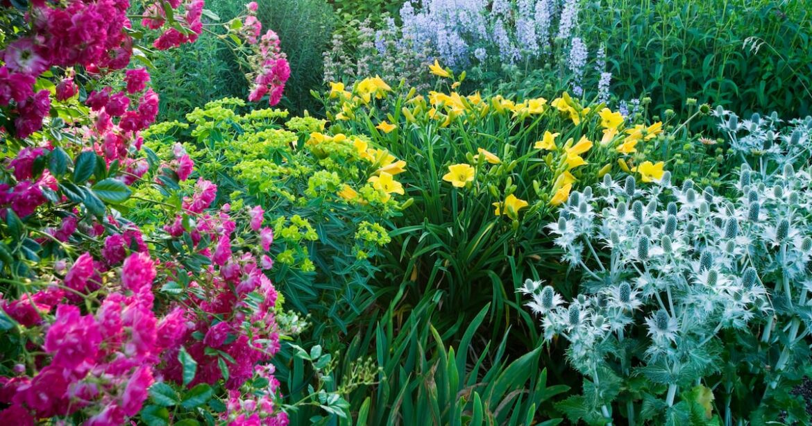 How to successfully divide plants in spring – The Irish Times How to successfully divide plants in spring – The Irish Times