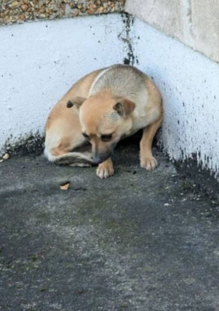 Damsel was initially terrified of humans after being found in a garden in Galway