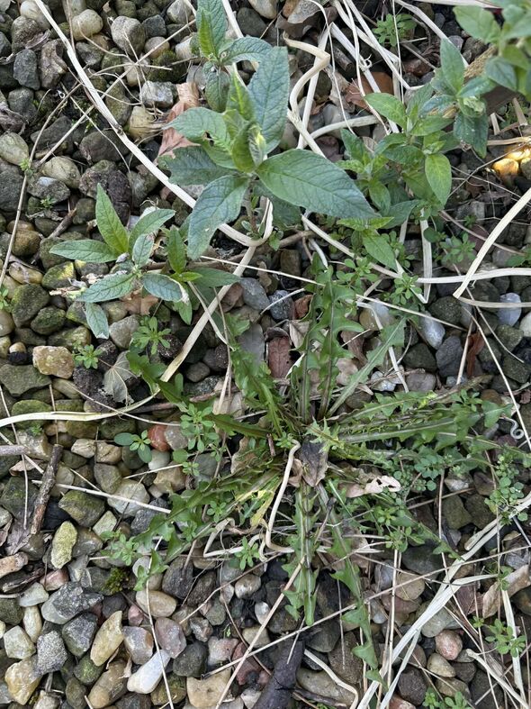 Weeds in gravel