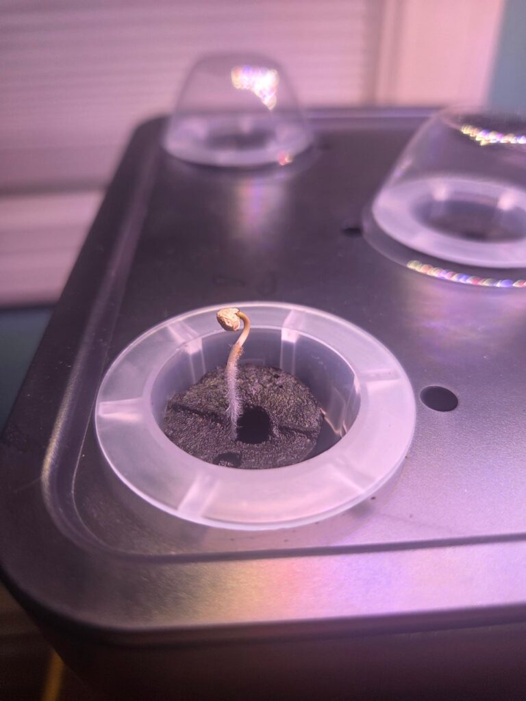 Is this sprout moldy?