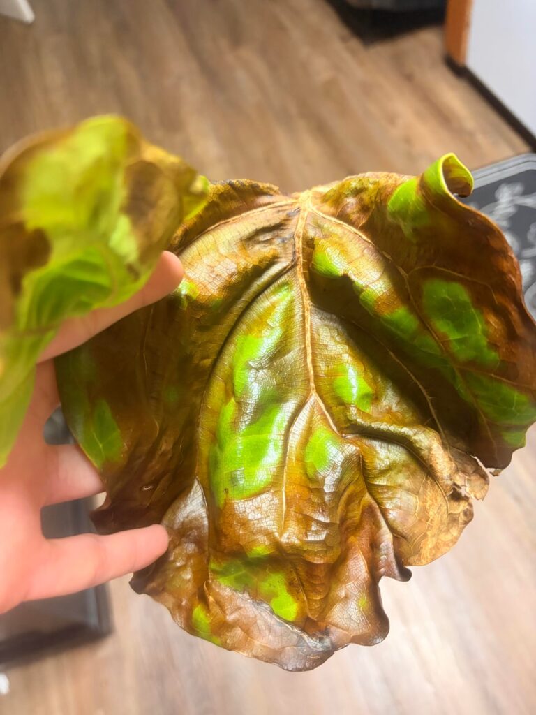 What’s wrong with my plant :( What’s wrong with my plant :(