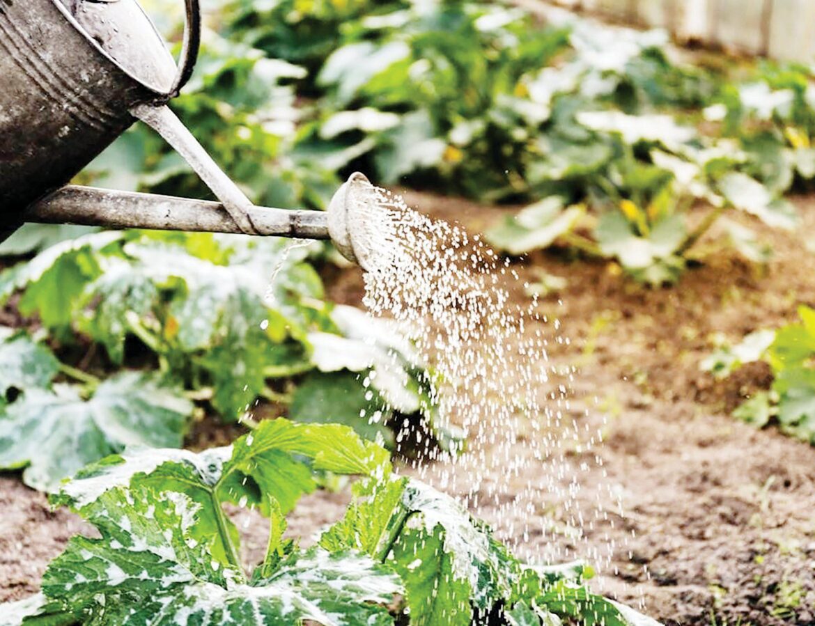 The rising cost of groceries may be on your mind but growing a garden is a foreign idea. Where to begin? What to grow?