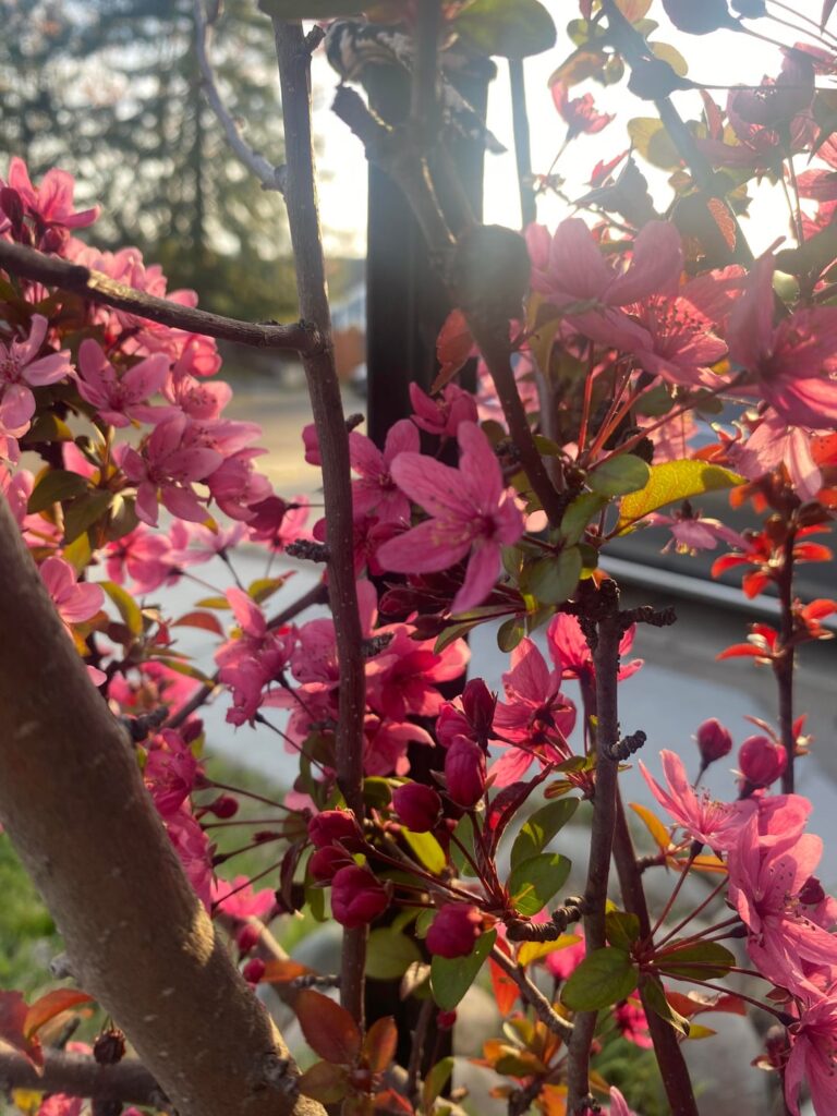 Pretty tree that’s been in my front yard for a while 🫶
