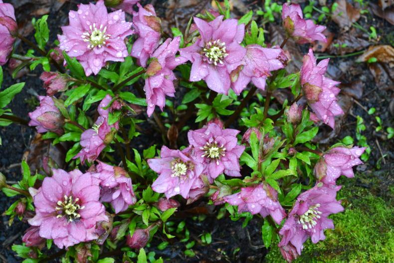 Gardening with Mary: it’s blooming time – best spring gardening tips Gardening with Mary: it’s blooming time – best spring gardening tips