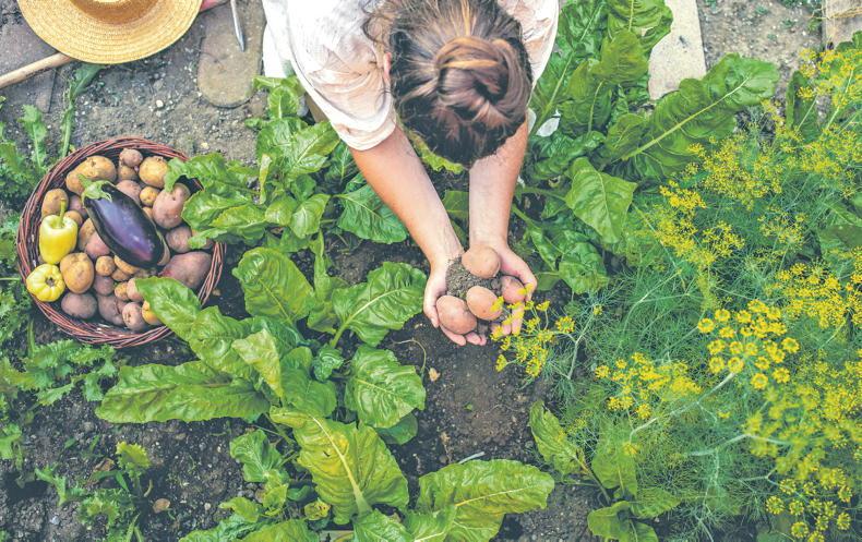 Gardening with Kitty: put the humble spud on parade this spring Gardening with Kitty: put the humble spud on parade this spring