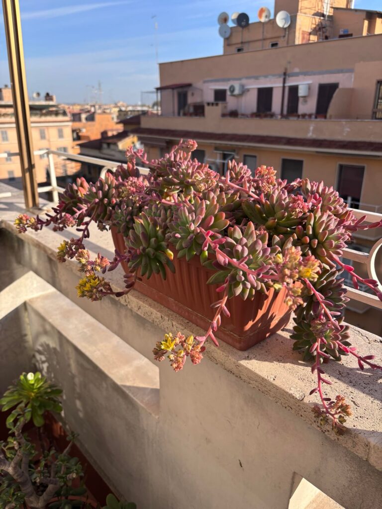 Benvenuti fiorellini