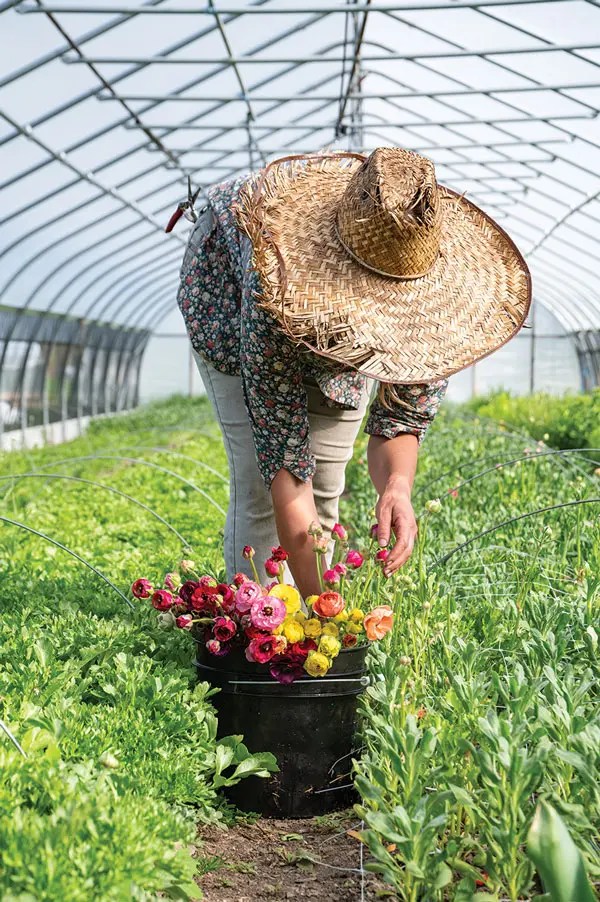 New Beat Farm co-owner Adrienne Lee with a bucket of ranunculus