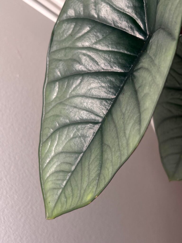 Should I be concerned about this Alocasia Platinum?