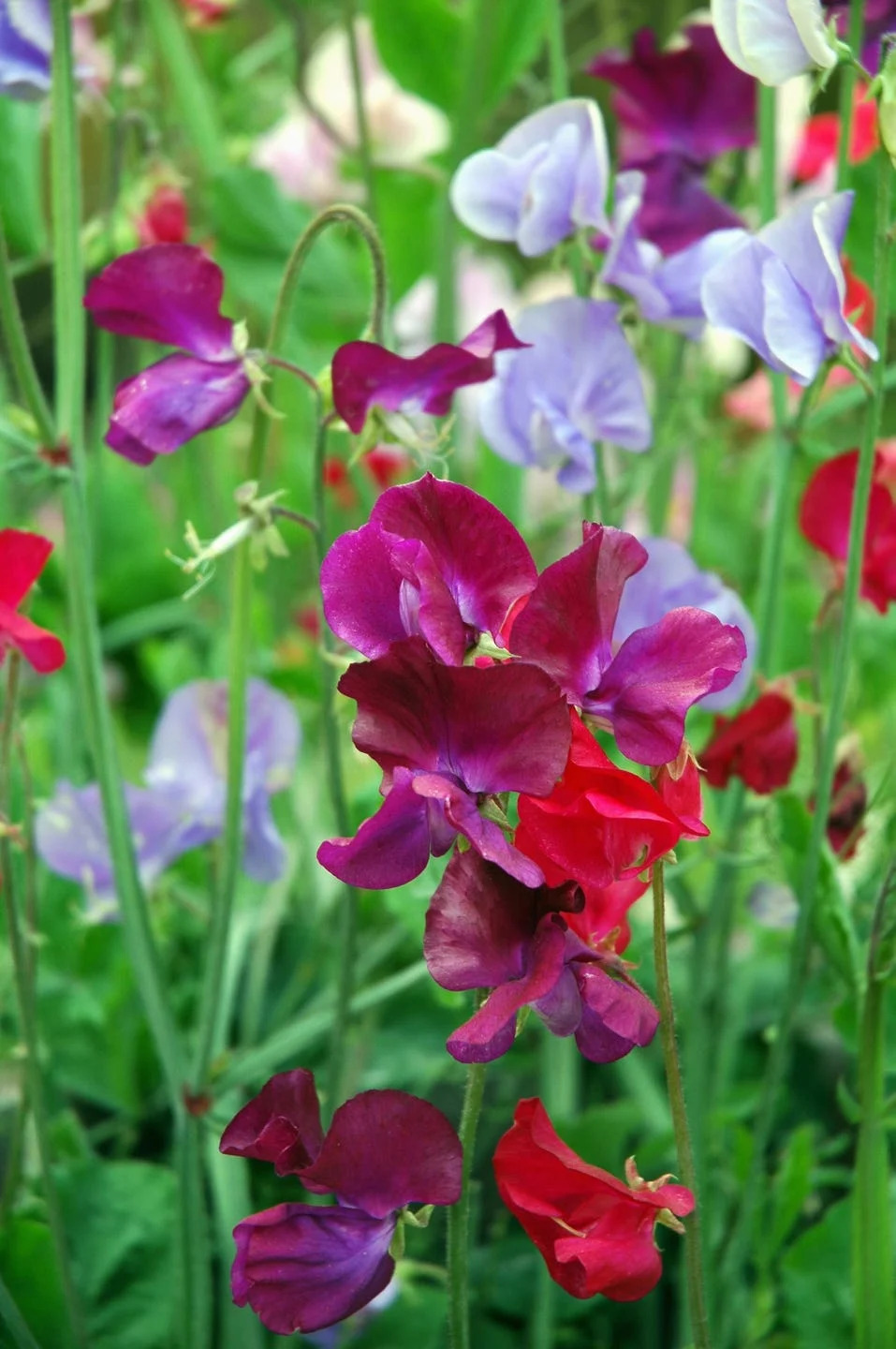 close up of multicolored blooming sweet peas. sweet pea (lathyrus odoratus) is an annual climbing plant with a wonderful fragrance.