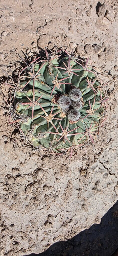 My Horse Crippler is about to bloom!