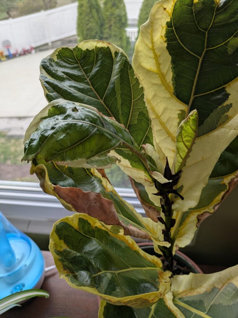 Help my rescue Help my rescue