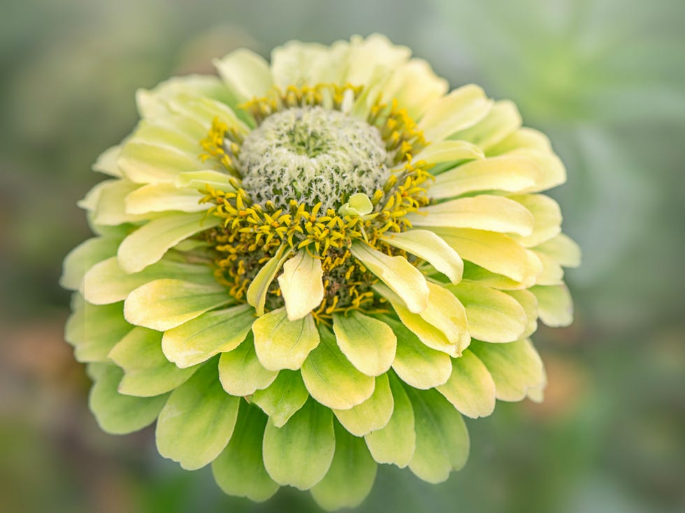 Unusual and dramatic lime green flowers of the summer flowering Zinnia 'Green Envy' flower