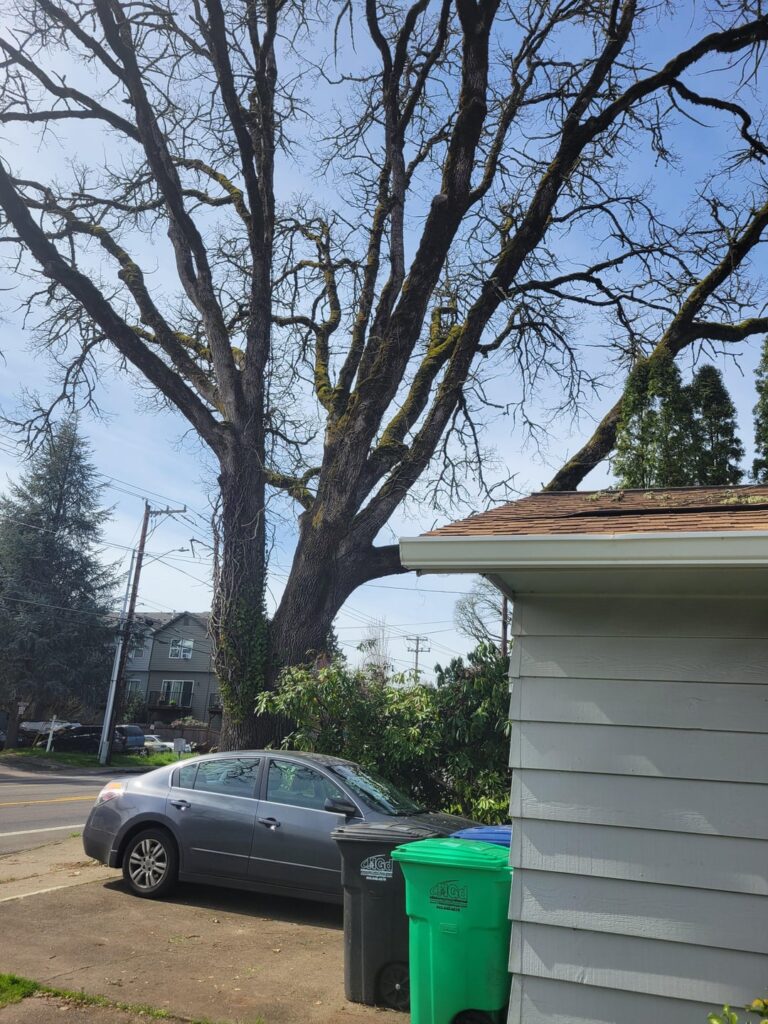 Trimming massive Oak
