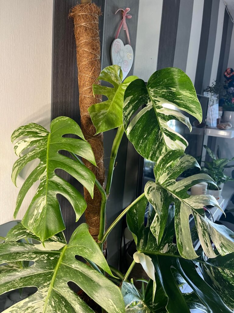 New leaves smaller