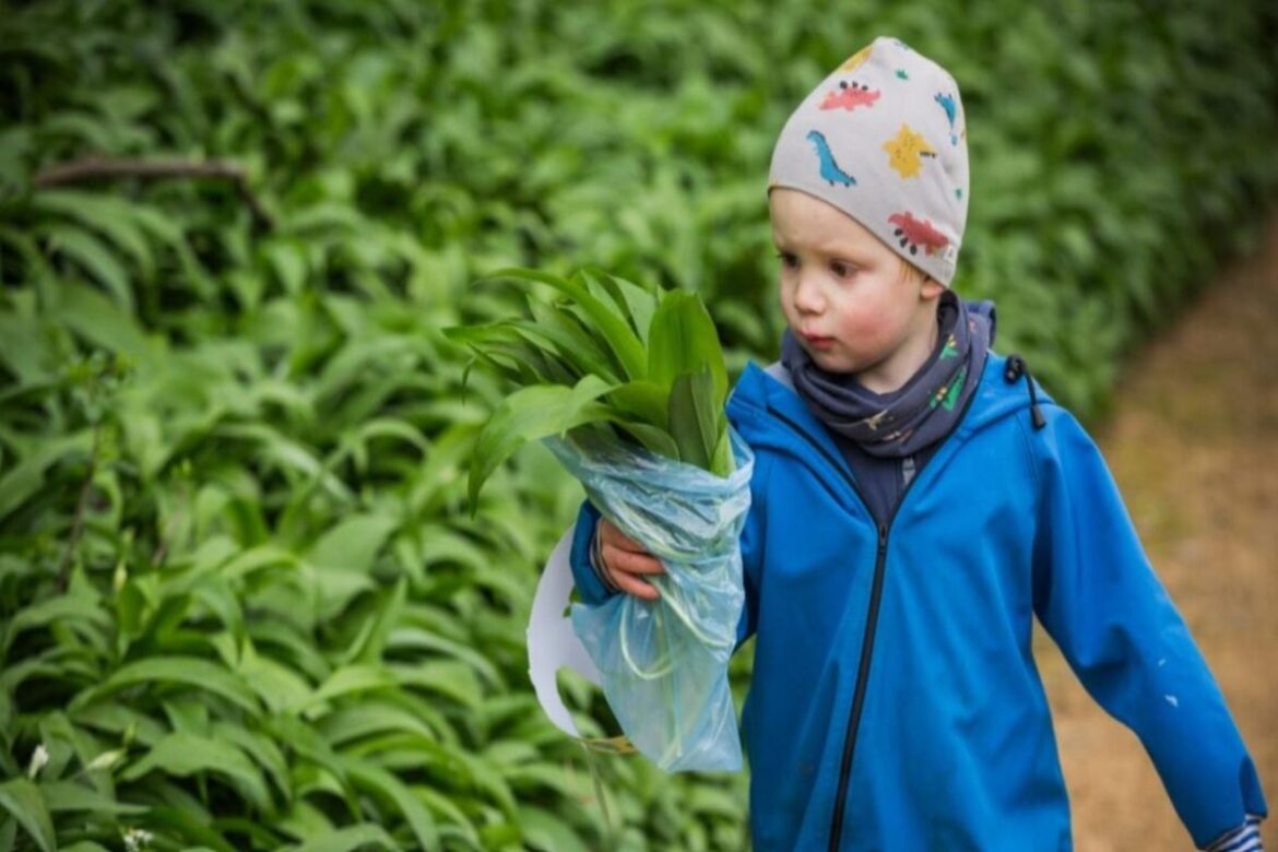 National Trust garden to open its gates for garlic foraging