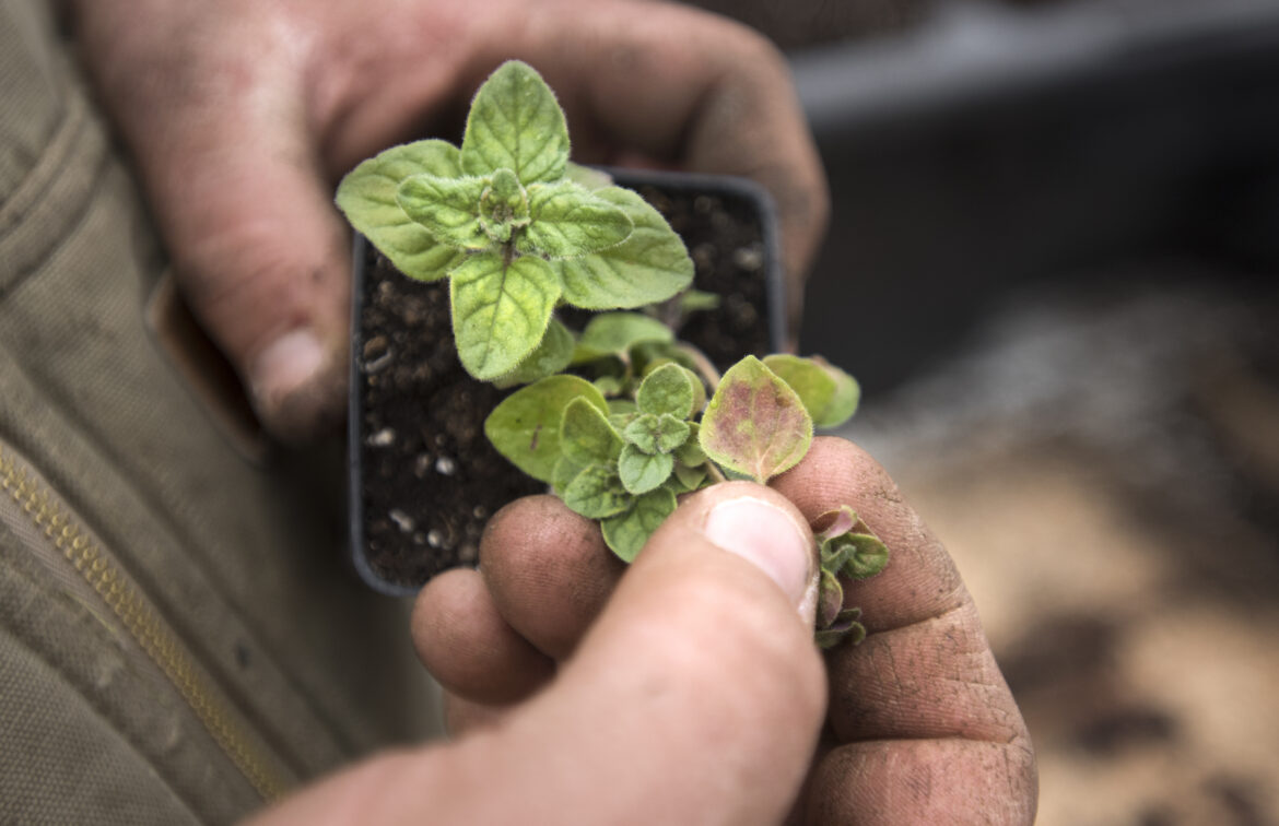 Here’s what you can plant before the last frost Here’s what you can plant before the last frost