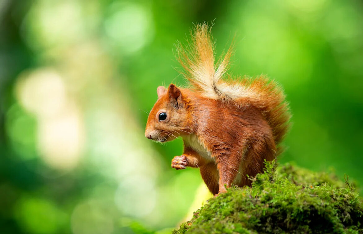 15 Plants That Will Keep Squirrels From Eating Your Garden Yahoo creators home