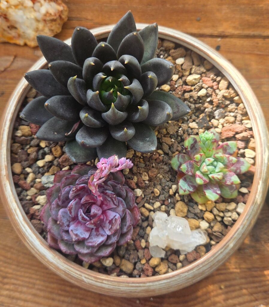 Just got these cool little echeverias about a week ago and 2 of them are flowering already. Just got these cool little echeverias about a week ago and 2 of them are flowering already.