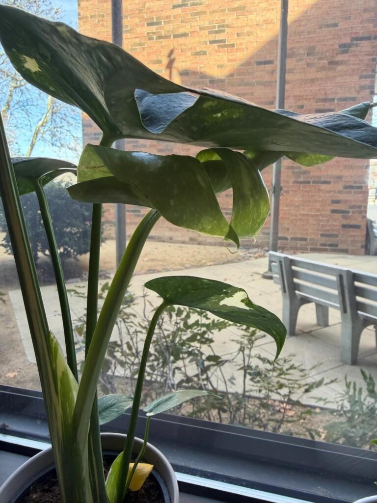 Leaf Unfurled AND THRIVING
