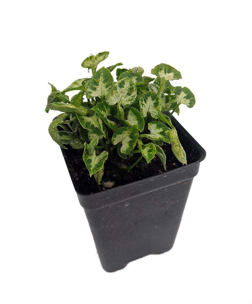 37 Low-Light Houseplants That THRIVE in Darkness
