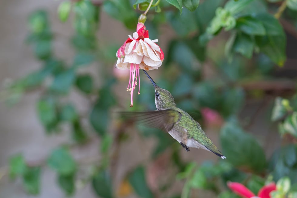 front door shade flower fuchsia