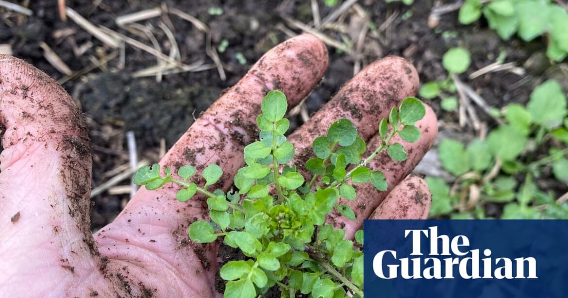 Country diary: The weeds in my garden aren’t disposable – they’re edible | Plants Country diary: The weeds in my garden aren’t disposable – they’re edible | Plants