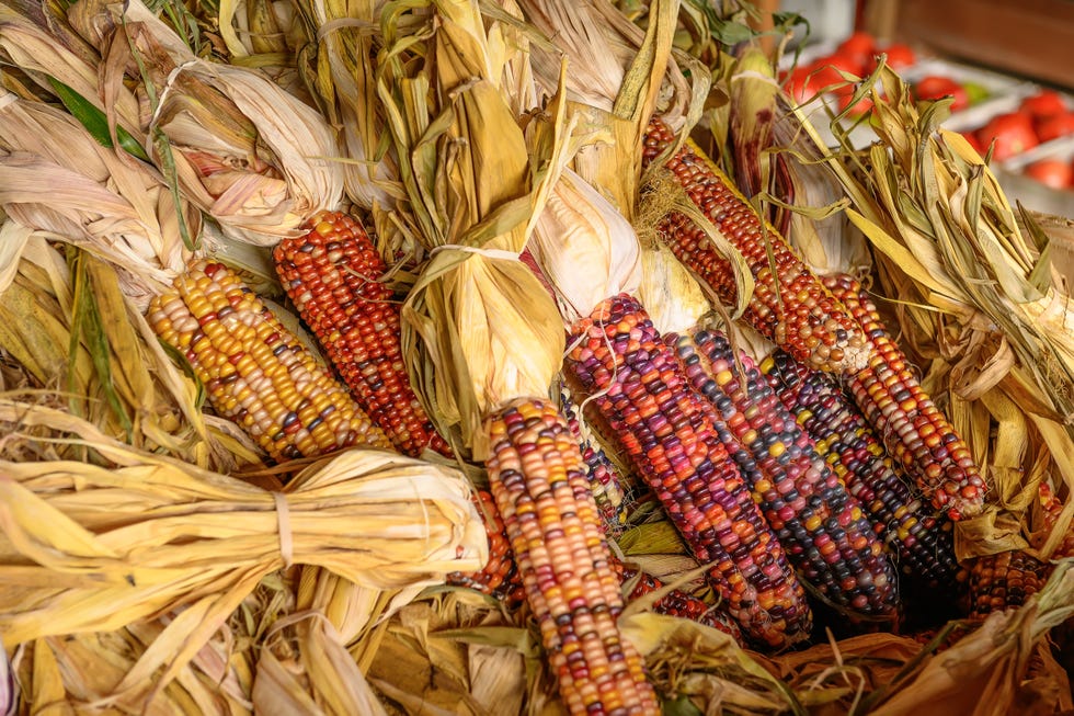indian corn up close