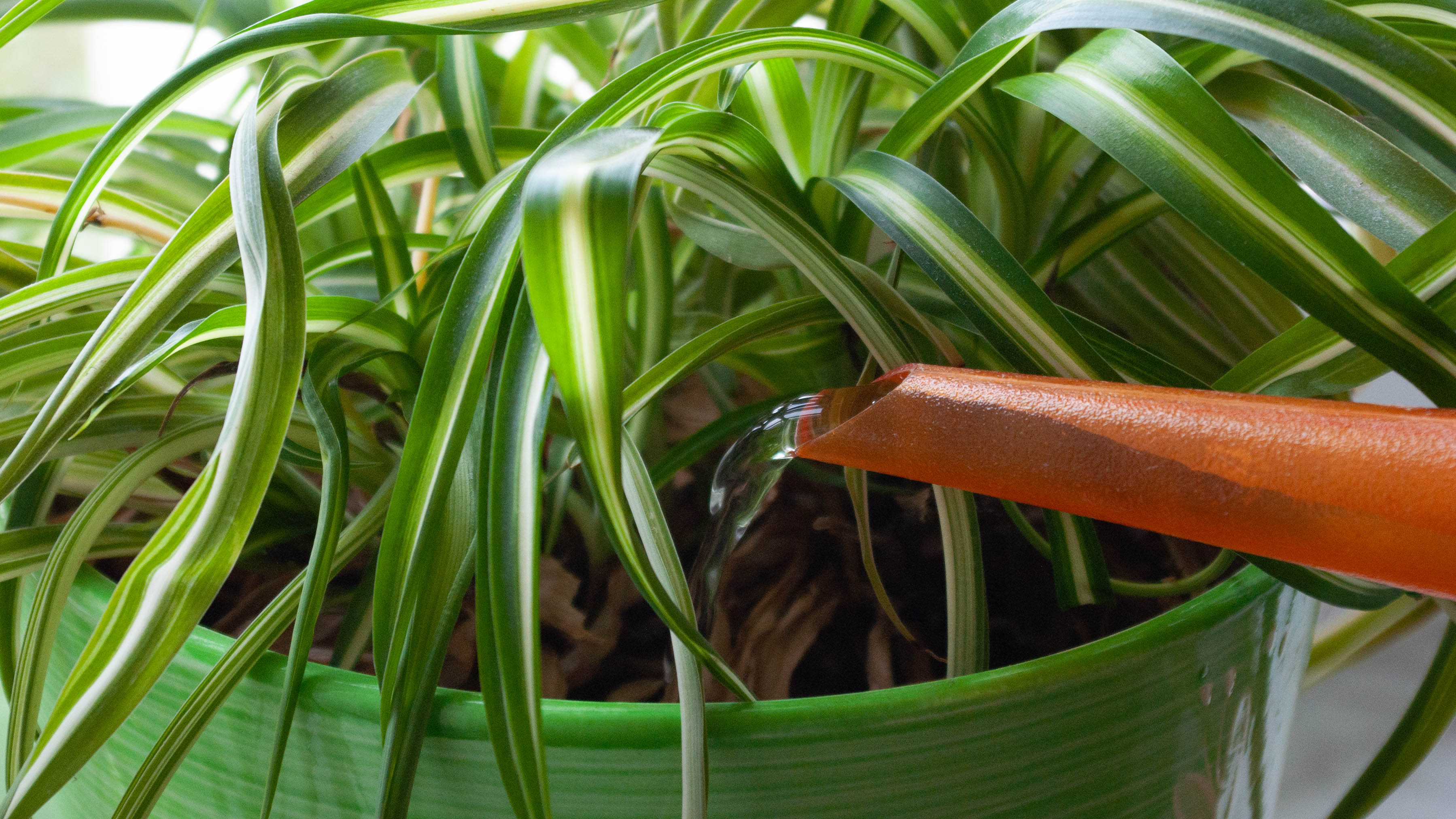 A spider plant being watered