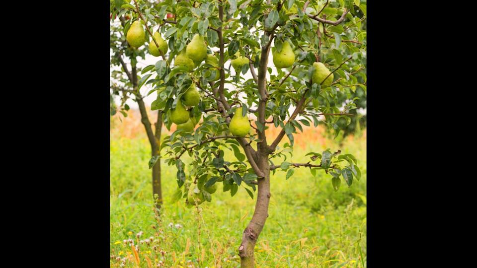Small pear tree filled with fruit.