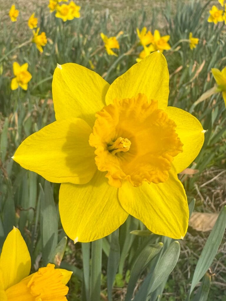I get so excited when the daffodils appear every year 💛