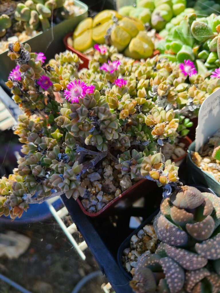 Does anyone know which mesemb this is?