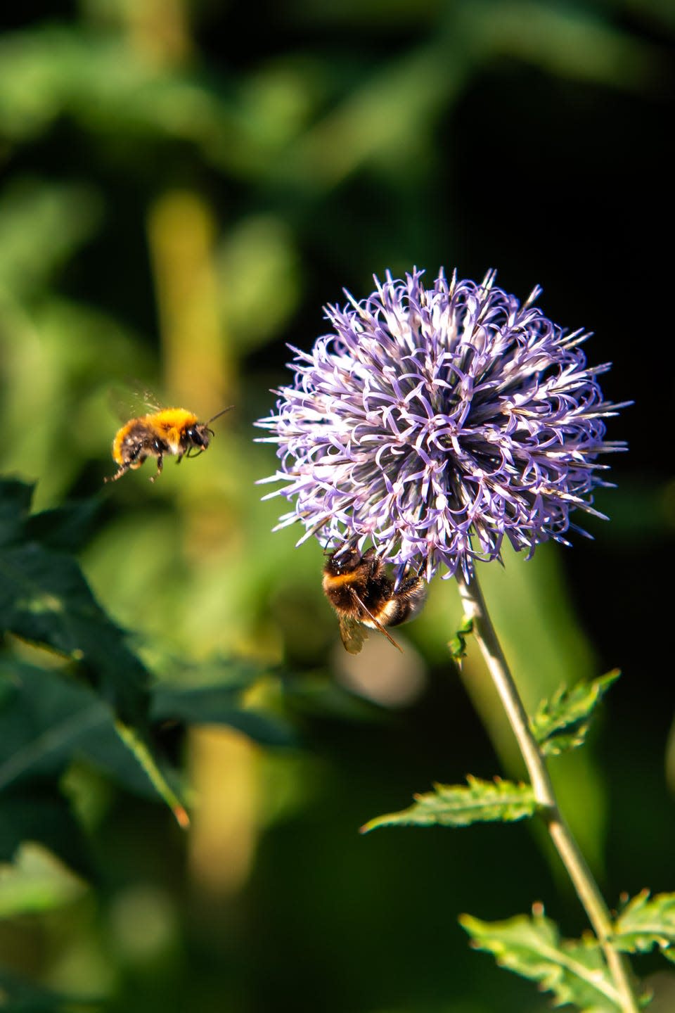 bumblebees at ball thistle